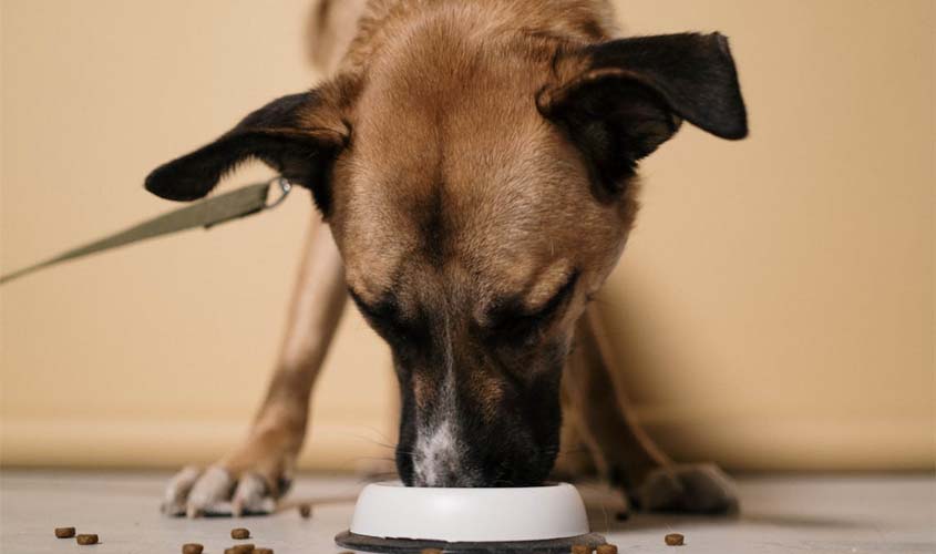 Cachorro come rápido demais? Veja riscos e como evitar
