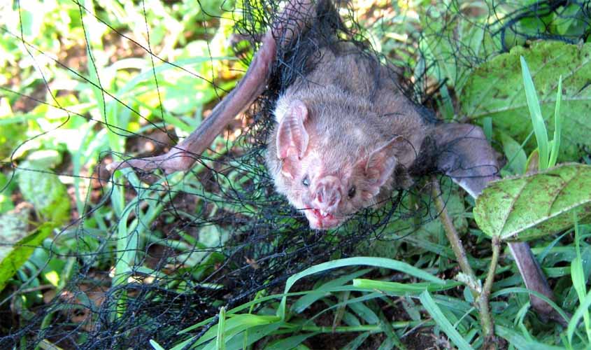 Agência Idaron alerta produtores sobre a importância da vacinação contra a raiva animal; Rondônia teve quatro casos em 2018