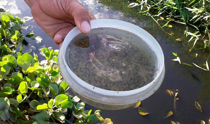 Falta de saneamento básico pode favorecer contágio da dengue