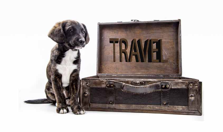 Dicas de vida para o transporte confortável de animais de estimação