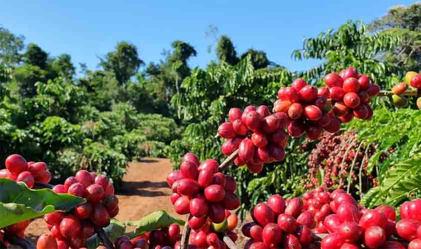 Café robusta registra queda no preço, negociado a R$ 2.509, nesta quarta-feira (19)