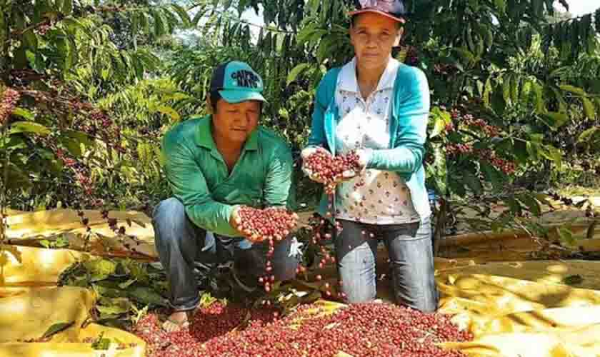 Incentivo à produção sustentável fortalece comunidades indígenas de Rondônia