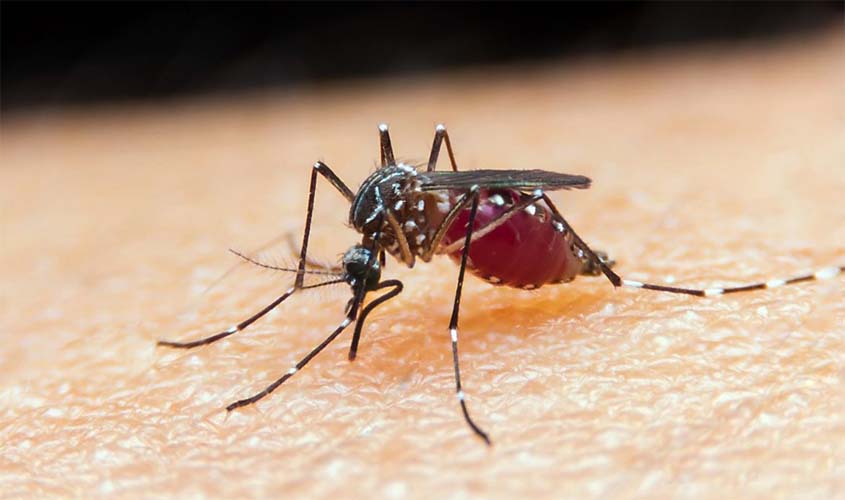 Malária: unidade da Fiocruz torna-se referência para novo medicamento