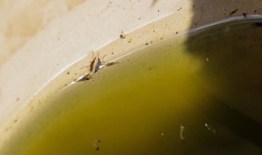 Prefeitura de Porto Velho e Governo do Estado discutem ações de combate à dengue