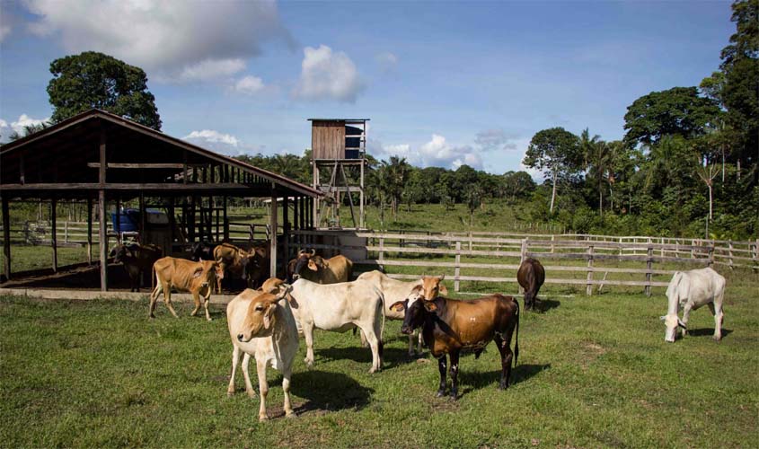 Criação de gado na Amazônia pode ser sustentável com pastoreio racional