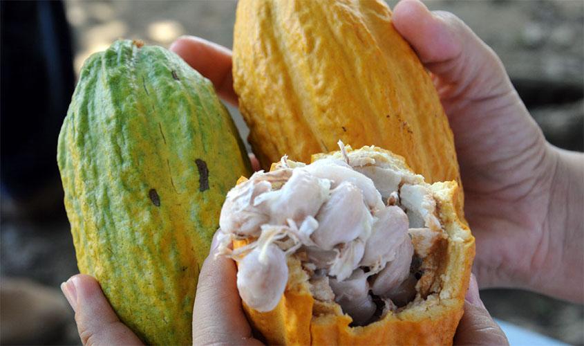 Produtores familiares em Rondônia recebem sementes de cacau para produção de mudas clonais
