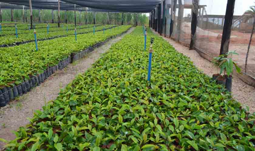 Nova Brasilândia D’Oeste completa 34 anos produzindo mudas de café clonal em viveiro e projetando jovens cientistas