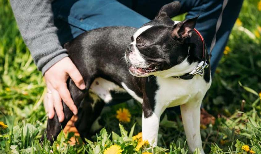 Os 7 cachorros mais companheiros para você