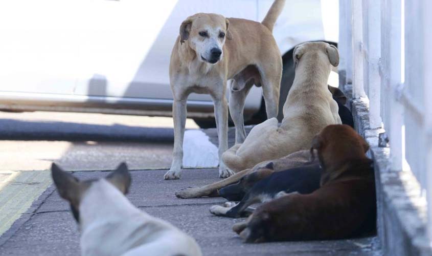 A meta da campanha é vacinar mais de 80% dos animais em Rondônia