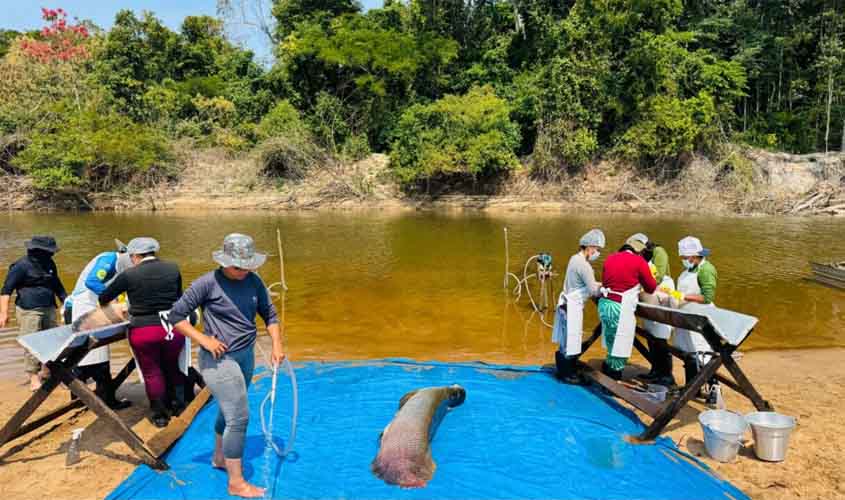 Pesca manejada do pirarucu invasor é iniciada pelo governo de RO na Resex Rio Cautário