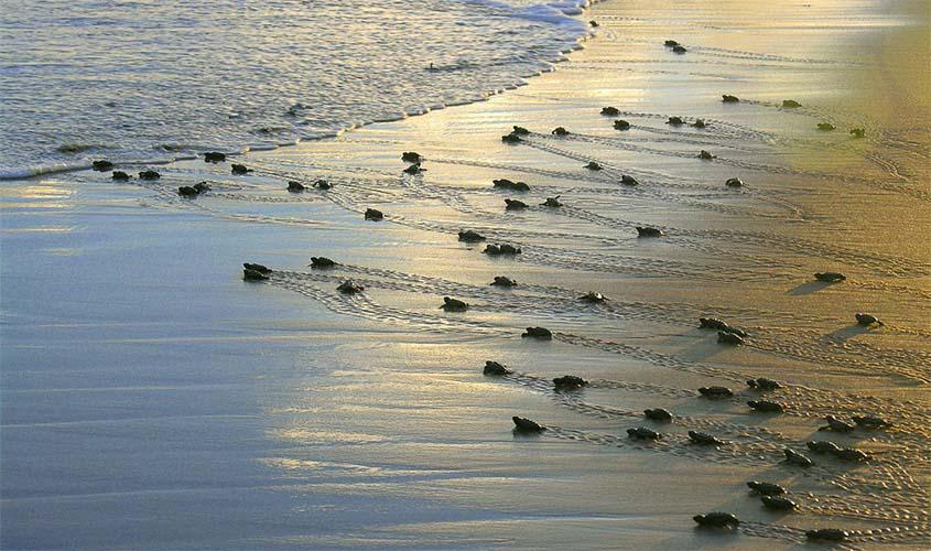 Projeto Tamar anuncia marca de 40 milhões de tartarugas protegidas