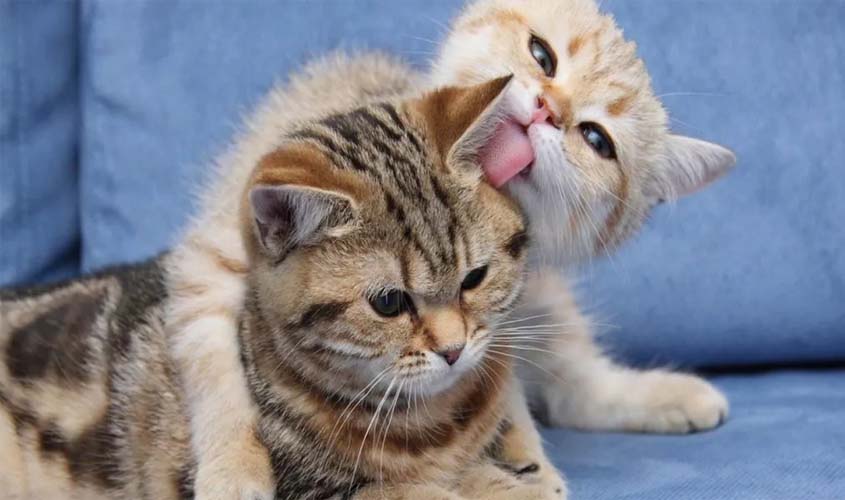 Primeiro gato infectado com Covid-19 no Brasil tem diagnóstico confirmado