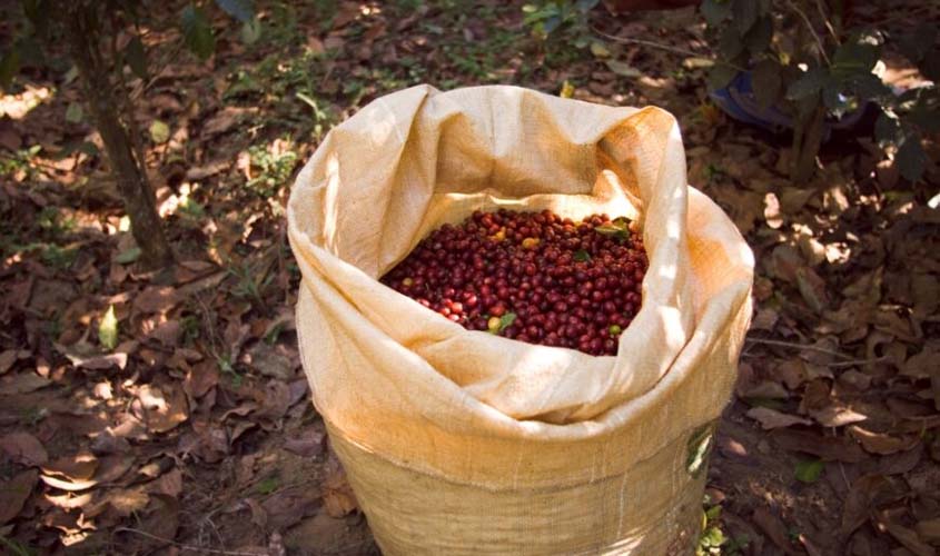 Governo do Estado divulga resultados da categoria qualidade do café