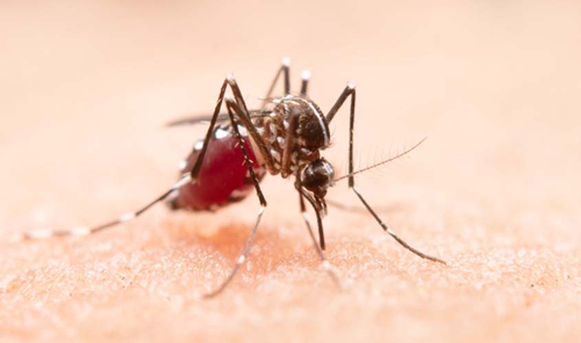 Após 2 anos de redução, número de mortes por dengue cresce no Brasil
