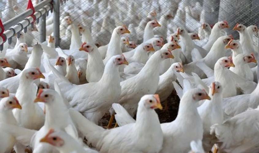 Caso de gripe aviária em país vizinho acende alerta para produtores brasileiros