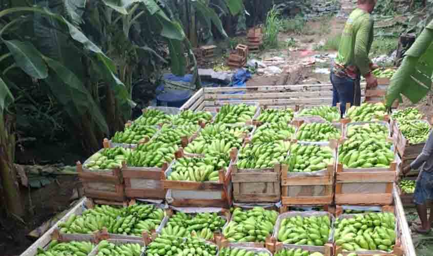Prefeitura de Porto Velho impulsiona escoamento da agricultura familiar