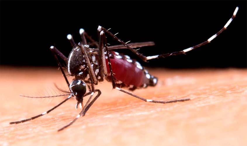 Rondônia: confira as últimas ações do Ministério da Saúde no combate à dengue