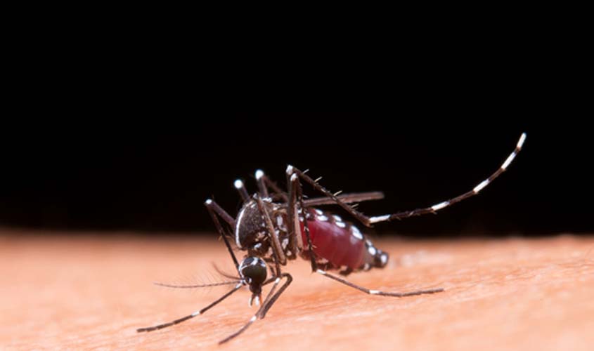 Risco de morte após a febre chikungunya continua por até 84 dias, diz Fiocruz