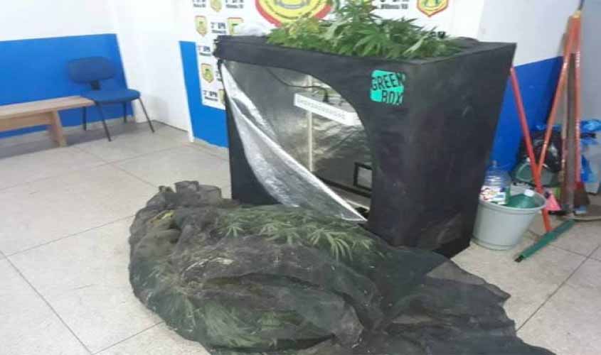 Denúncia anônima leva a prisão de casal que cultivava maconha em estufa e fornecia drogas pelo “sistema delivery” em Vilhena