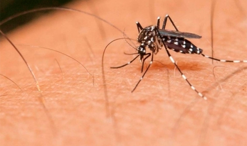 Forma grave da dengue pode ser fatal; descubra os grupos que correm mais riscos