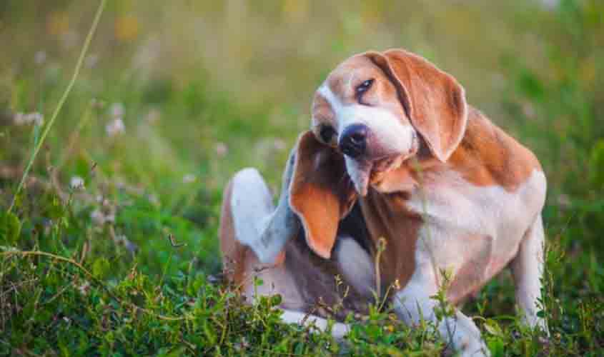 Quando se preocupar com coceira em cães? Saiba agora!
