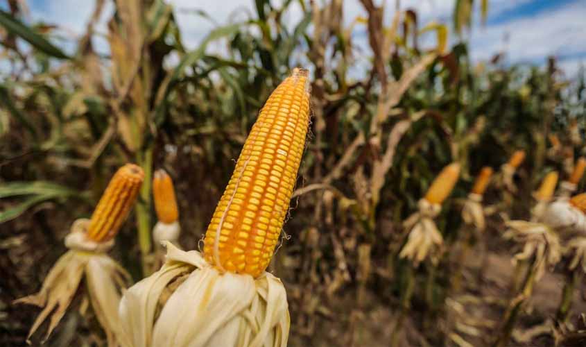 Agronegócio movimenta a economia no estado na 8ª Rondônia Rural Show