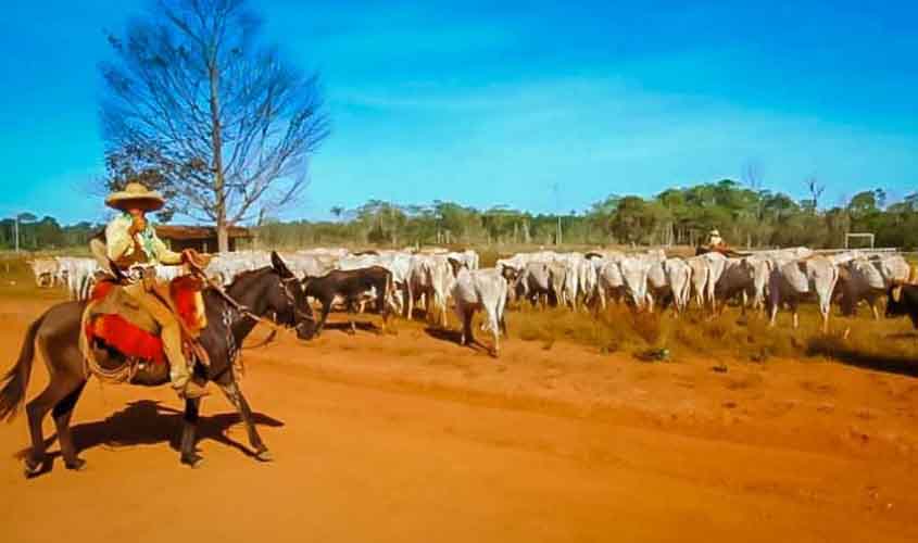 Sistema online de declaração de rebanhos já registra 38% de adesão; atualização obrigatória encerra dia 31 de maio