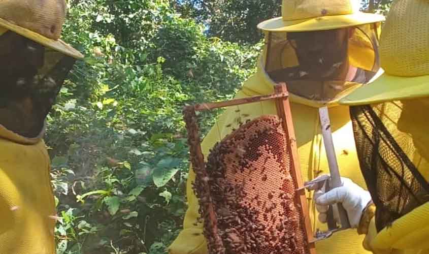 Porto Velho celebra o Dia Mundial das Abelhas com ações de incentivo à produção de mel na agricultura familiar