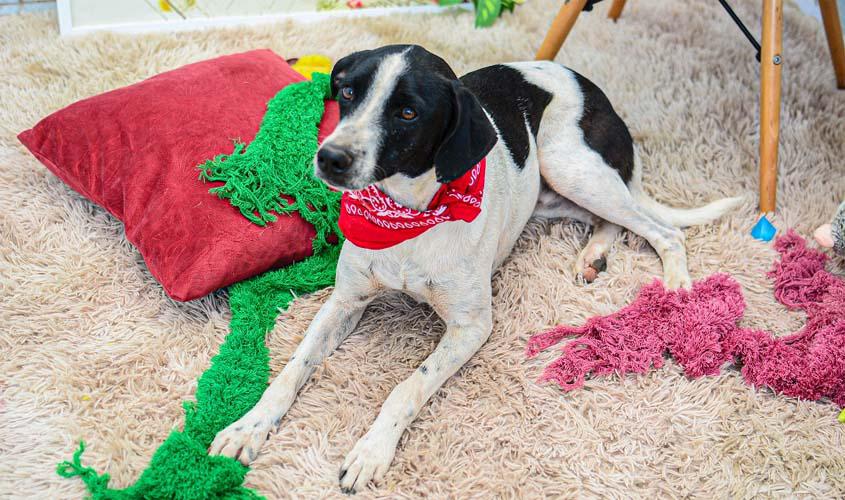 Semusa realiza feira de adoção responsável de cães jovens e adultos