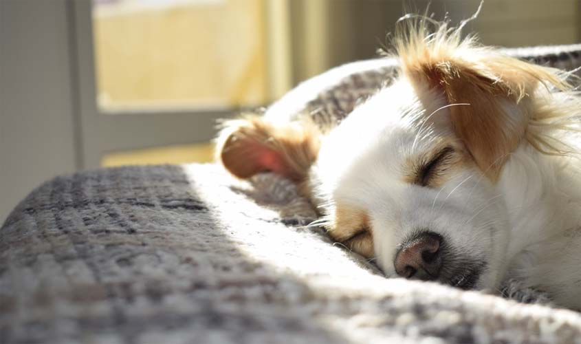 Tutela dos Animais no Direito Ambiental e no Direito Animal