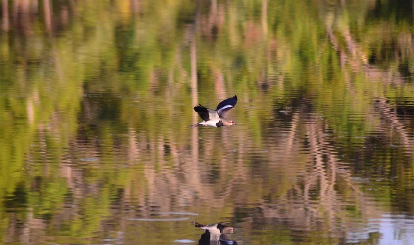 Lagoa Azul se recupera após dois meses de derramamento de lama no local, Semma revela desfecho do caso
