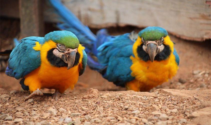 Entenda as regras para criação de animais silvestres