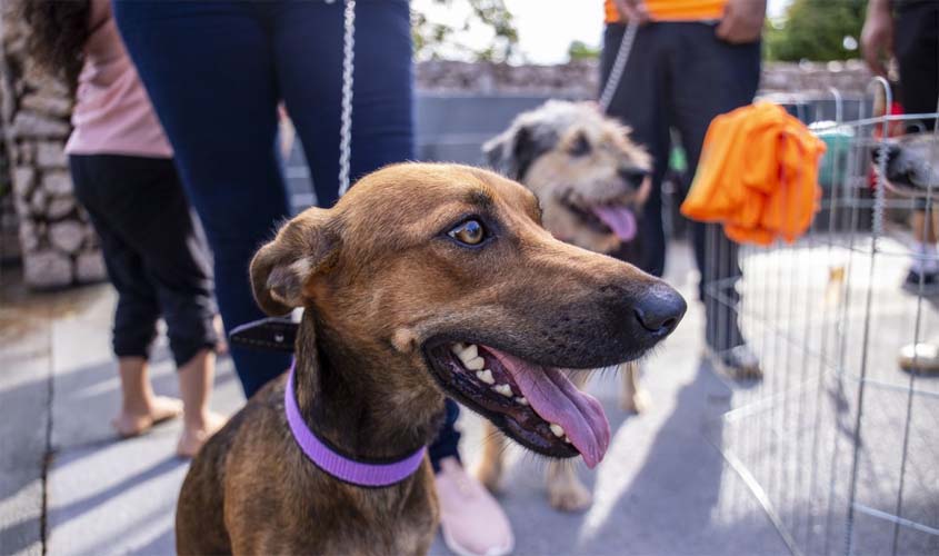 Prefeitura amplia proteção animal com 2 mil atendimentos