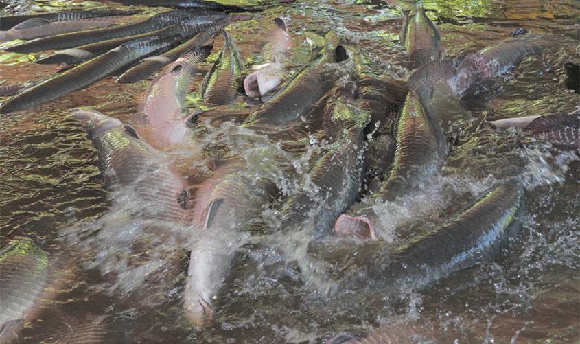 Rondônia atrai investimentos e empresas que vão gerar mais 5 mil empregos nos próximos anos