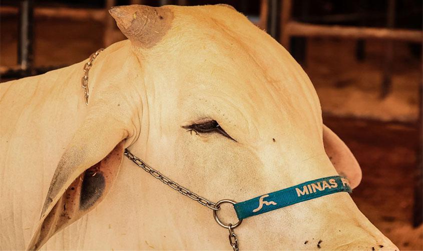 Governo destaca participação do produtor para a obtenção do reconhecimento de área livre de aftosa