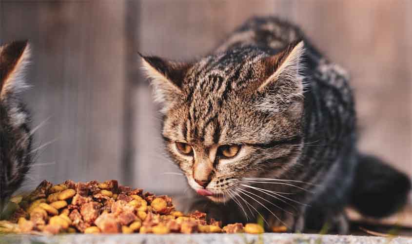 Alimentação felina: o que evitar e o que priorizar na rotina do seu gato