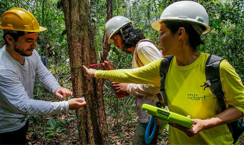 Inventário florestal da Resex do Rio Cautário revela espécies nobres de árvores e plantas medicinais