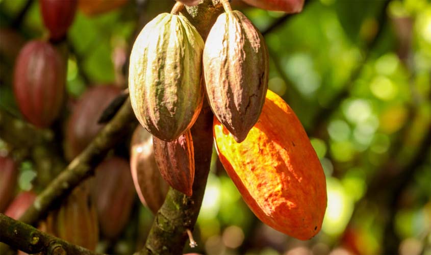 Cadastro de lavouras de cacau em RO começa