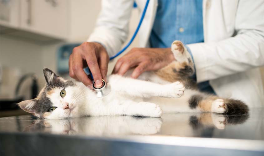 Vermes em cães e gatos: sintomas e cuidados