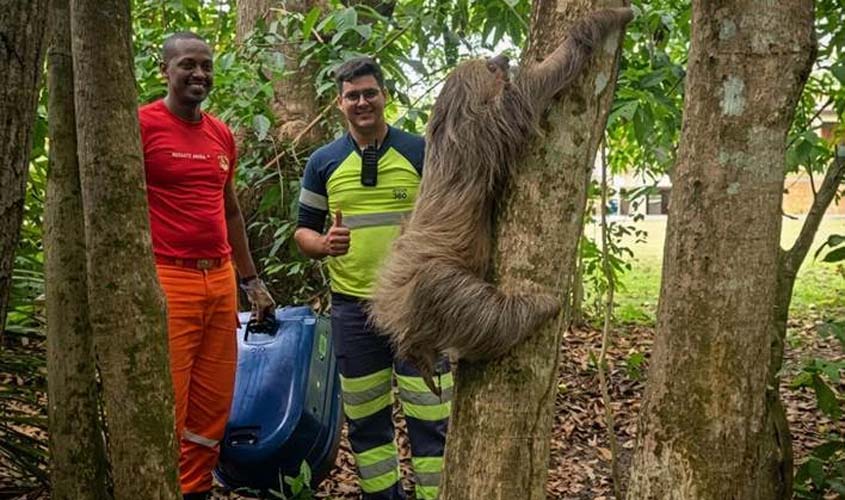 Preguiça resgatada em estado crítico na BR-364 volta à natureza