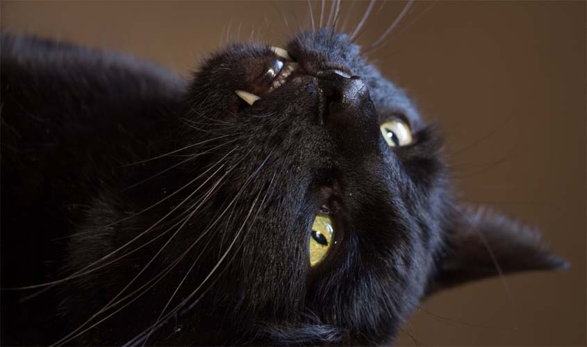 O gato preto cruzou a estrada...