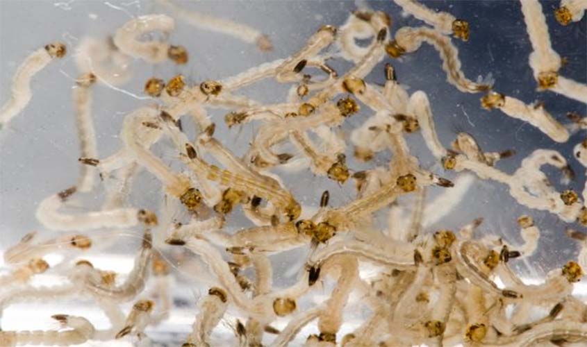 Agevisa pede empenho de secretários e coordenadores de endemias para evitar proliferação do Aedes aegypti 