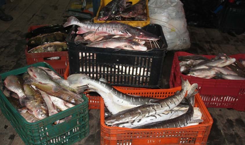 Em vigor, defeso proíbe pesca de espécies como dourada, jatuarana, filhote e outros