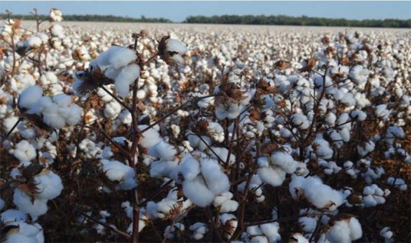 Rondônia se destaca internacionalmente na produção e exportação de algodão