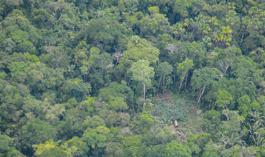Novas imagens de indígenas isolados na Amazônia peruana são divulgadas