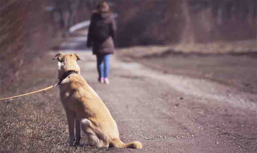 Aumento do abandono de animais no fim de ano preocupa abrigos