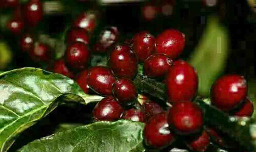 Preço do café registra queda nesta sexta-feira (21)