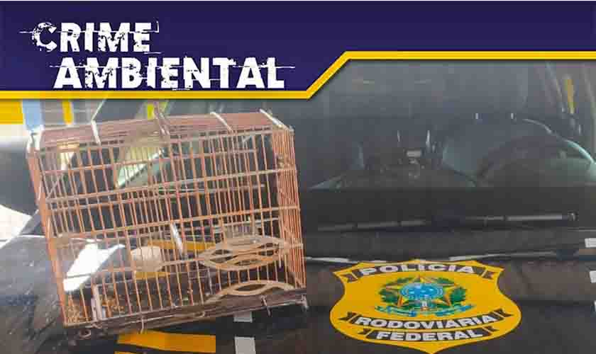 Em Ji-Paraná/RO, PRF flagra transporte ilegal de animal silvestre