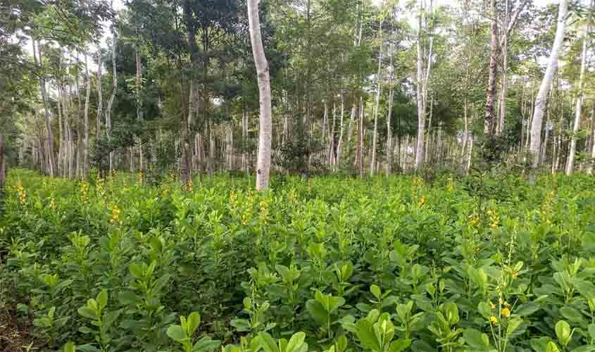 Prefeitura e Organização dos Seringueiros firmam parceria para recompor vegetação nativa na Reserva Extrativista de Jaci-Paraná