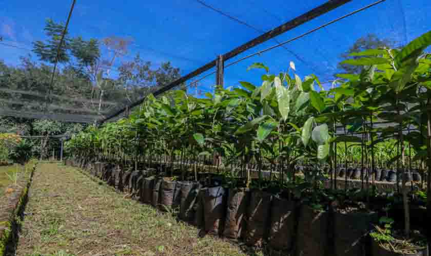 Mais de 20 mil mudas de planta estão disponíveis para doação no Viveiro Municipal de Porto Velho